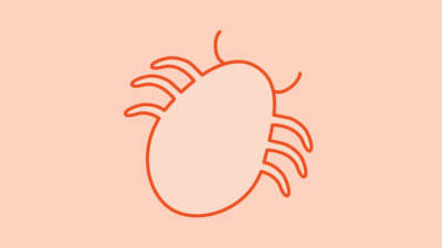 Lice Scabies